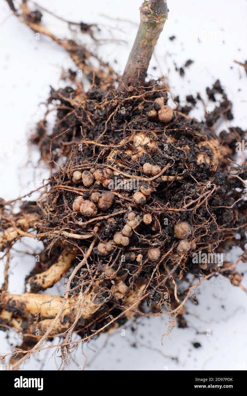 Noduli di fissaggio dell'azoto nel sistema di radice di una pianta di fagiolo di corridore sviluppata in relazione simbiotica con i batteri del suolo, rizobia. Foto Stock