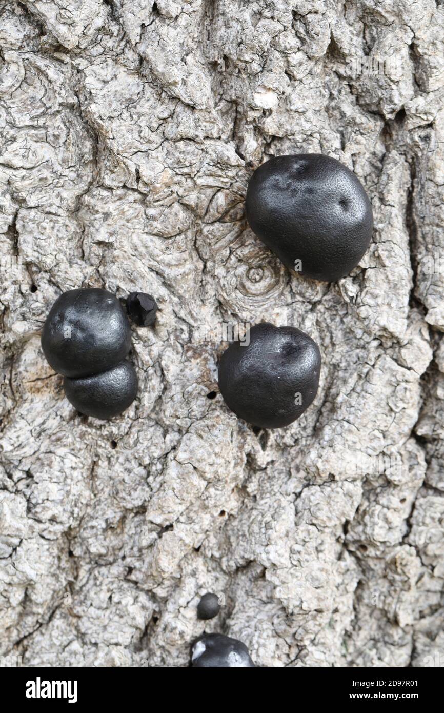 Carbone Fungus, carbone sfere, re Alfreds torte, o fuoco di partenza Fungus, (Daldinia concentricia). Sulla corteccia di un albero di cenere morto (Fraxinus excelsior), Foto Stock