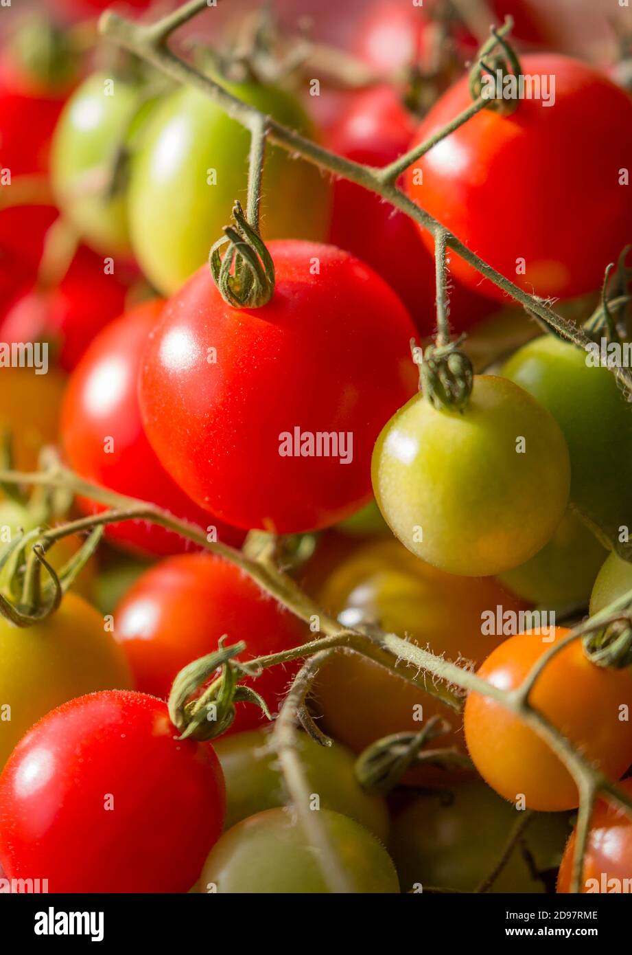 Primo piano di pomodori freschi rossi e verdi ancora sulla vite da maturi a non maturati. Insalata di frutta isolato. Foto Stock