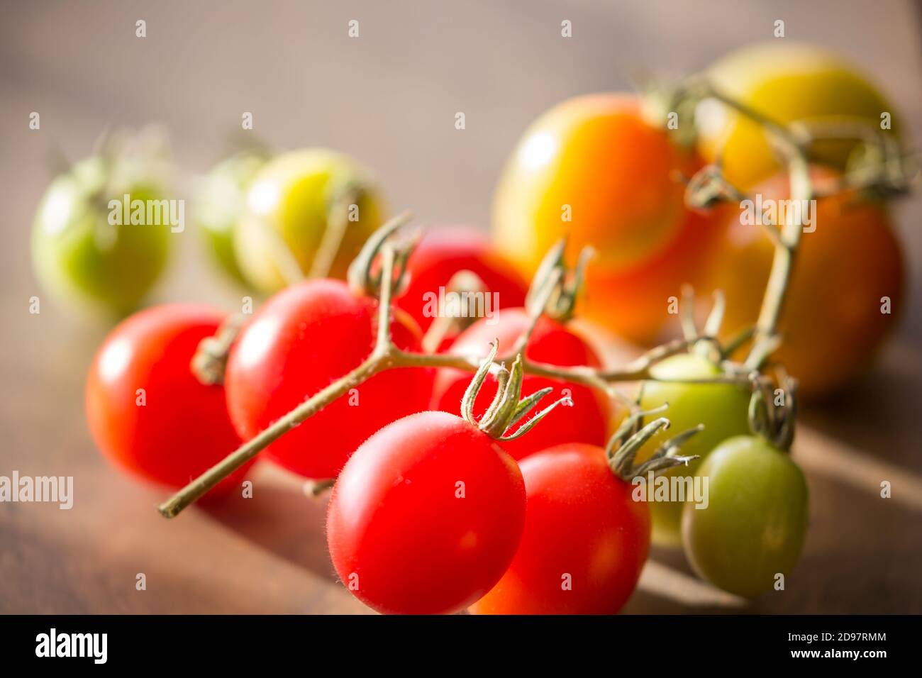 Primo piano di pomodori freschi (Solanum lycoperisicum) ancora sulla vite da matura a non matura. Foto Stock