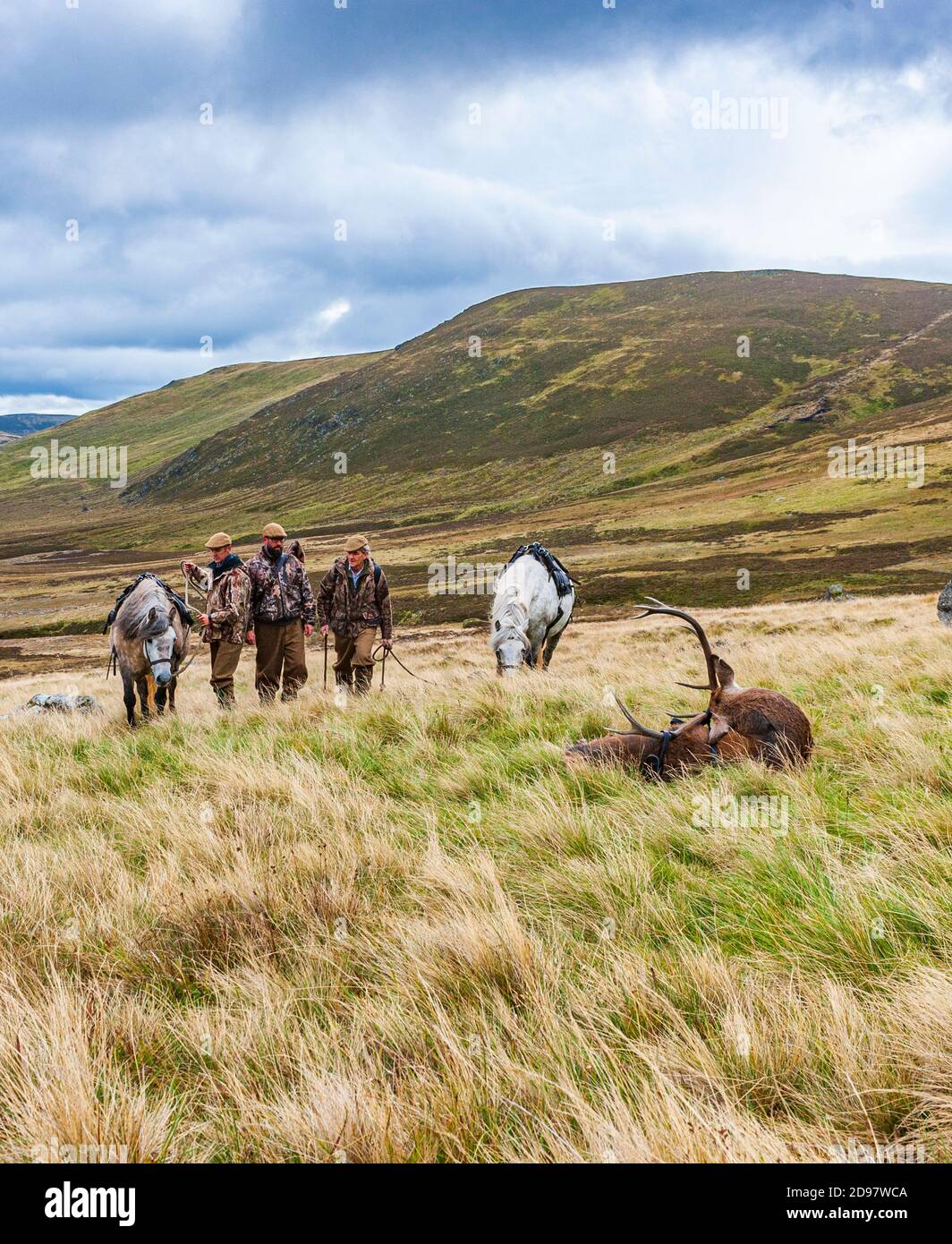 Scozia, Regno Unito – i ghilies scozzesi che si avvicinano a un Red Deer Stag sono stati abbattuti da un deerstalker e pronti a portare avanti un pony degli altopiani Foto Stock