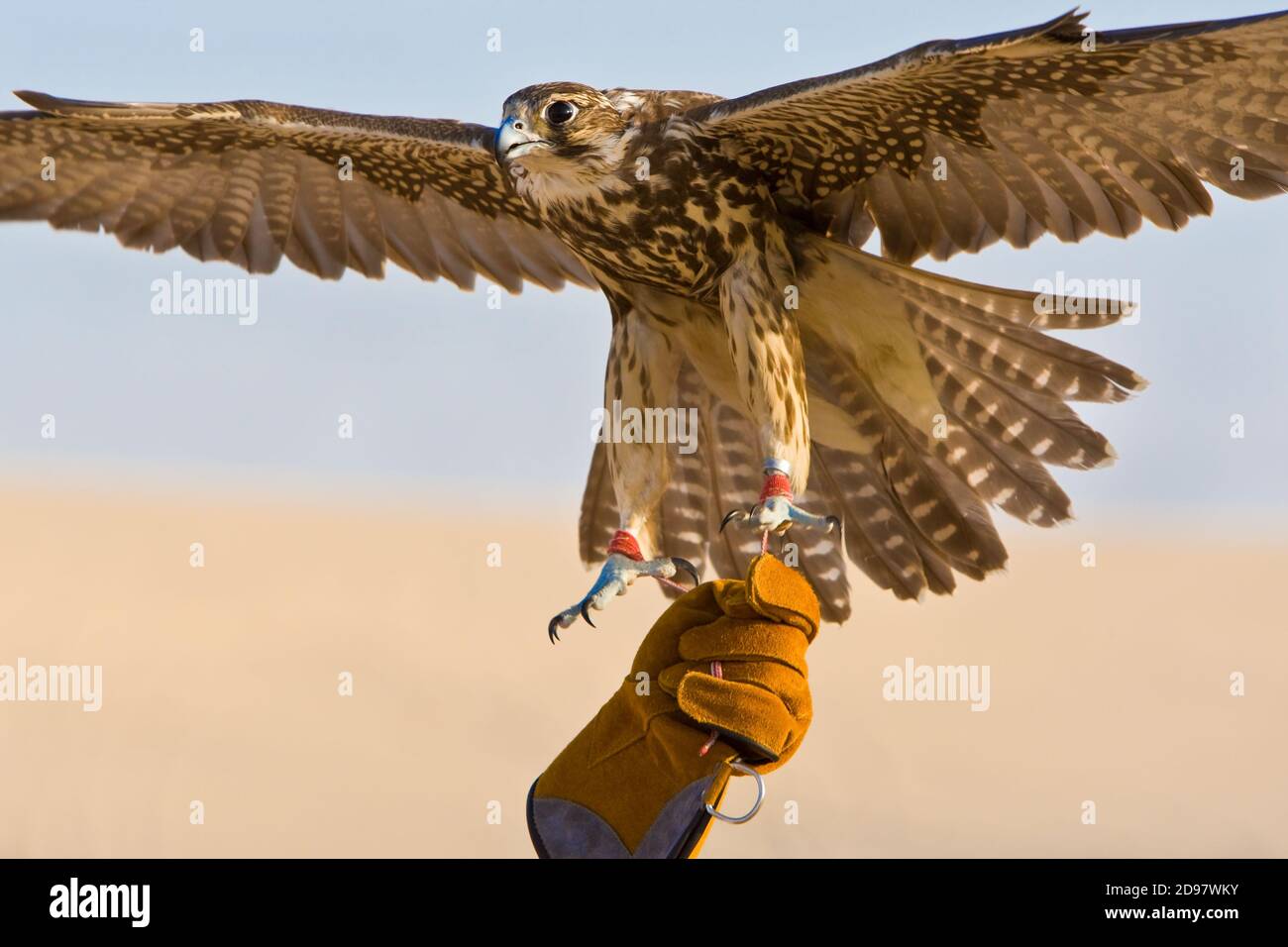 Falconer indossando guanto di falconeria che tiene il suo uccello falconico in un posizione nel deserto del medio oriente Foto Stock