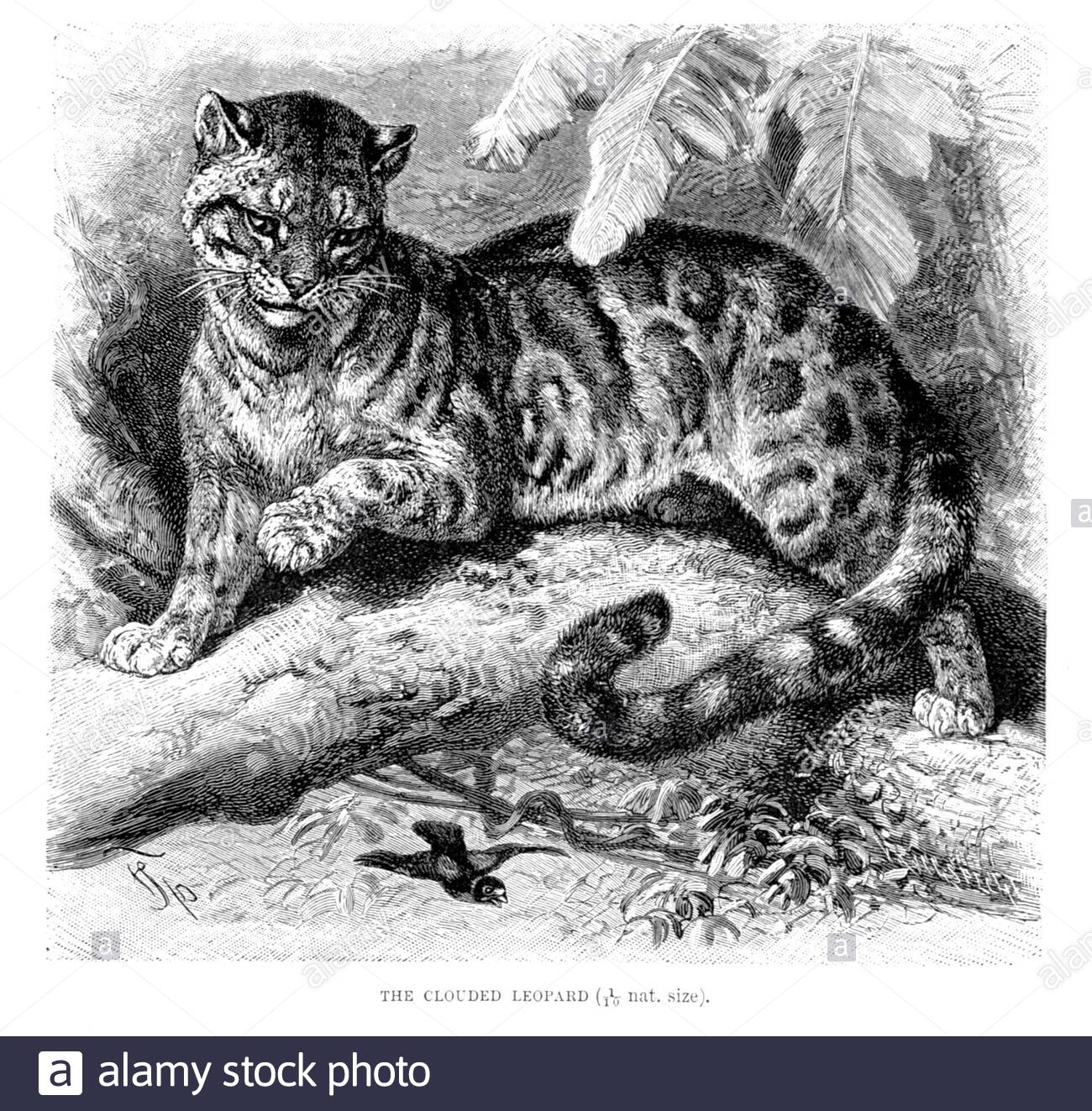 Leopardo nuvoloso, illustrazione vintage del 1893 Foto Stock