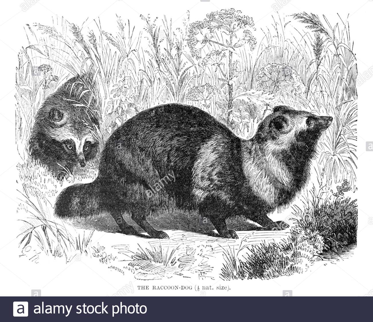 Raccoon-Dog, illustrazione d'epoca del 1893 Foto Stock