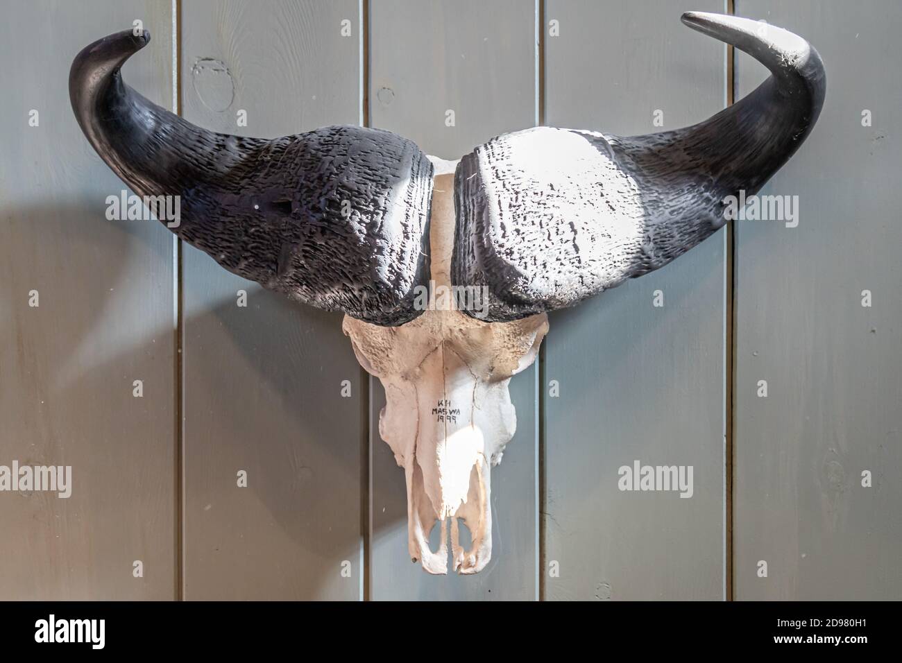 Acqua Buffalo cranio appeso su un muro Foto Stock