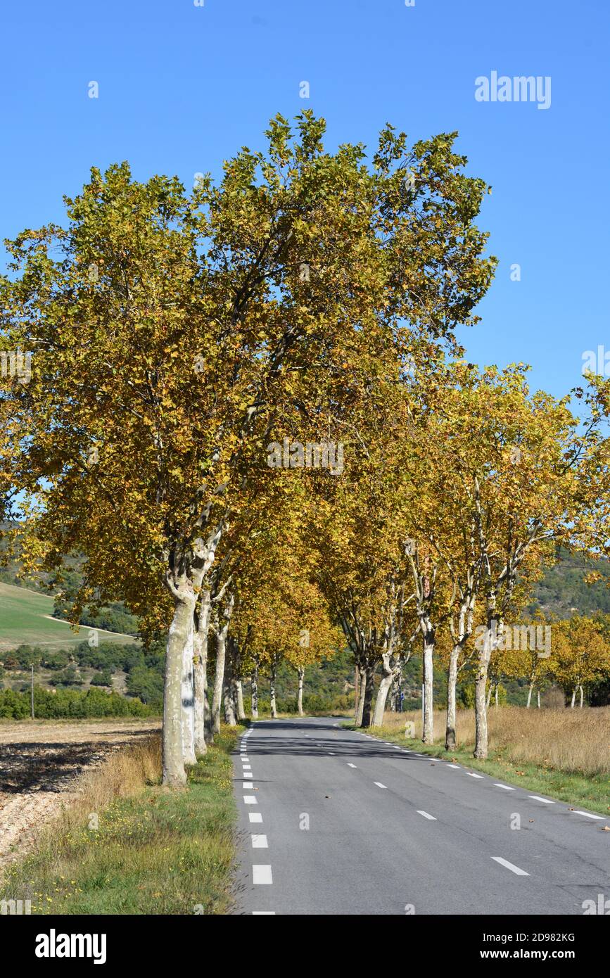 Linea o viale di alberi autunnali piano rivestimento Country Road In Provenza Francia Foto Stock