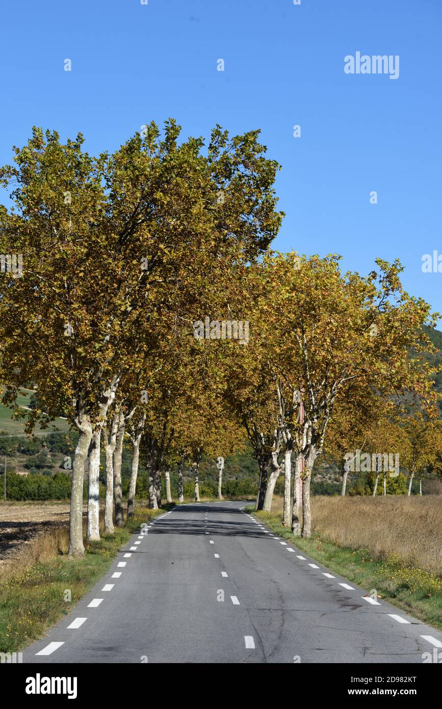 Linea o viale di alberi autunnali piano rivestimento Country Road In Provenza Francia Foto Stock