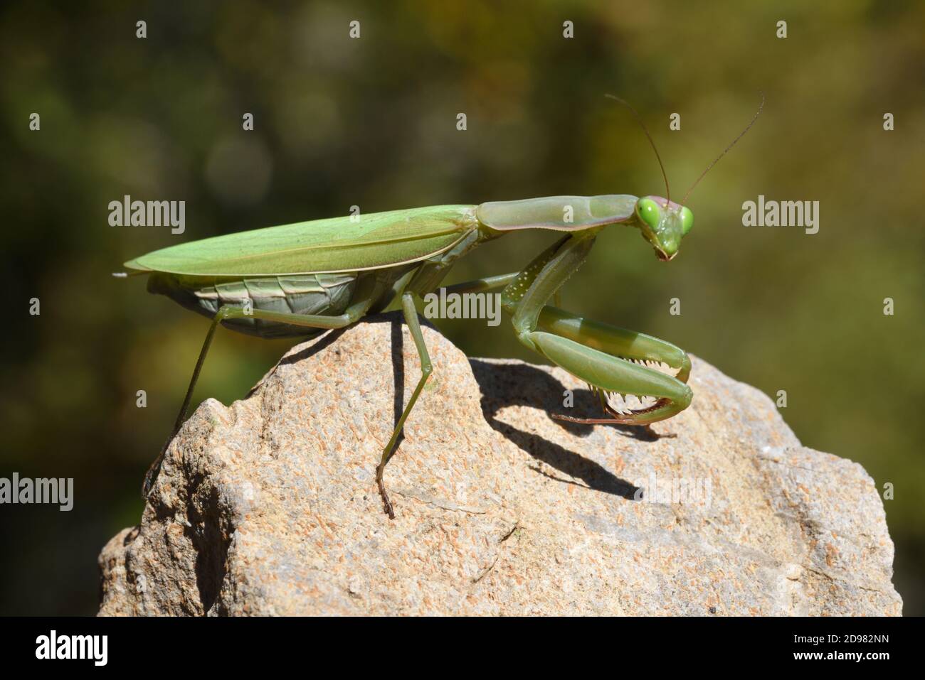 Donna che prega Mantis, Mantis religiosa, arroccato sulla roccia Foto Stock