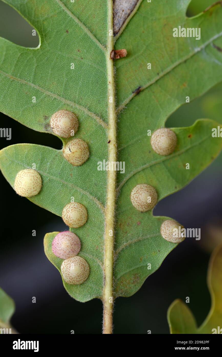 Sfere comuni di Spangle, Quercusbaccarum di Neuroterus, o sfere di quercia che crescono sul lato inferiore della foglia di quercia pubescente, Quercus pubescens, aka Downy o quercia bianca Foto Stock