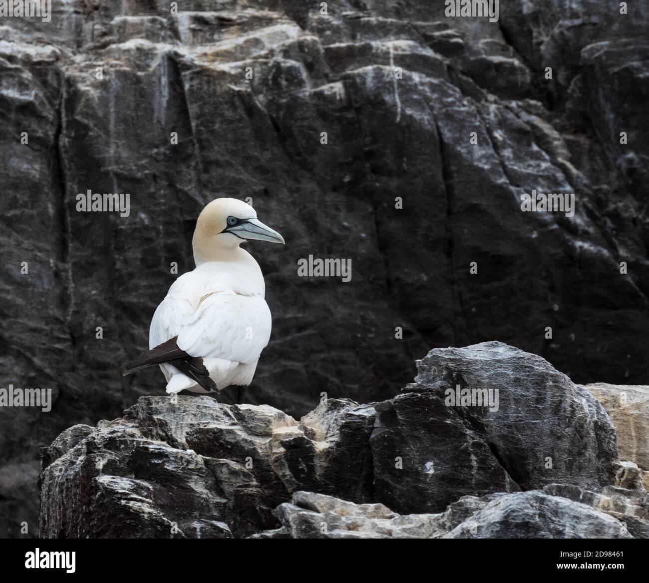 Gannett su Bass Rock Scozia Scotland Foto Stock