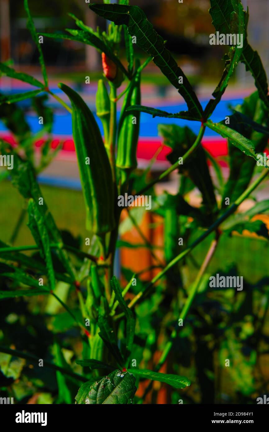 Giardini urbani con mini biblioteca, tubo spiralato, anatre e oche, verdure, fiori, cavolo, girasoli, pomodori, peperoni e tubazioni di rame per l'acqua. Foto Stock