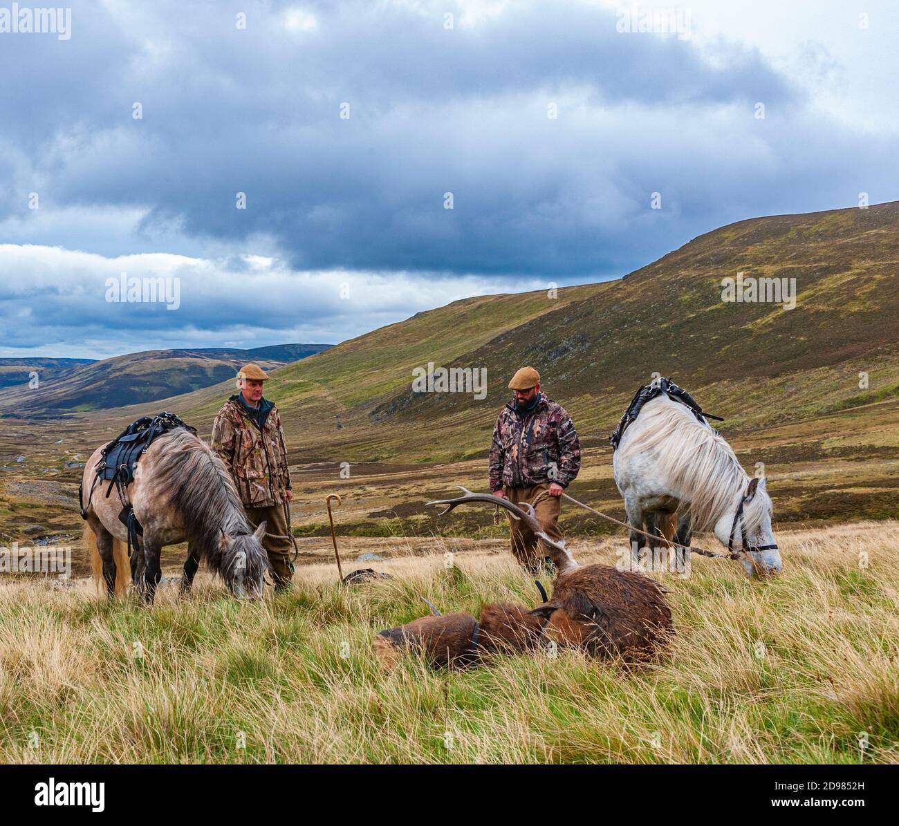 Scozia, Regno Unito – i ghilies scozzesi che si avvicinano a un Red Deer Stag, abbattuto da un deerstalker e pronto a portare avanti un pony degli altopiani Foto Stock