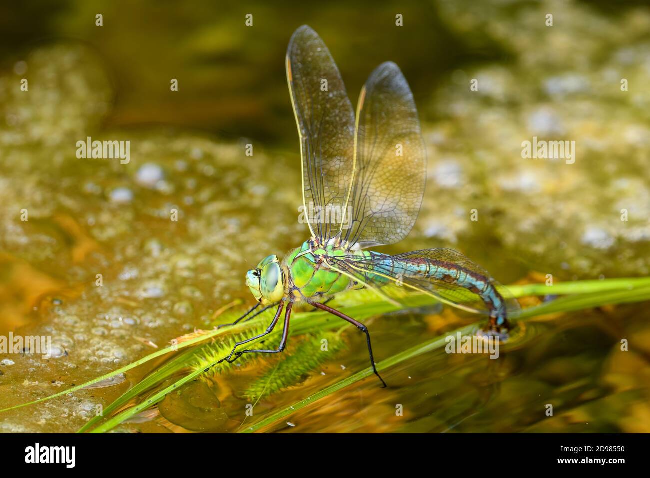 Imperatore Dragonfly - Anax imperator, bella grande libellula blu dalle acque fresche europee, Stramberk, Repubblica Ceca. Foto Stock