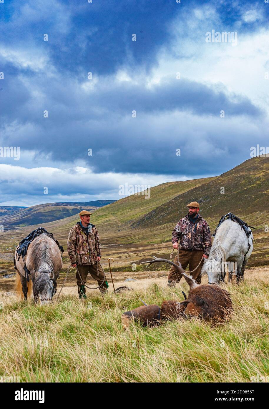Scozia, Regno Unito – i ghilies scozzesi che si avvicinano a un Red Deer Stag, abbattuto da un deerstalker e pronto a portare avanti un pony degli altopiani Foto Stock