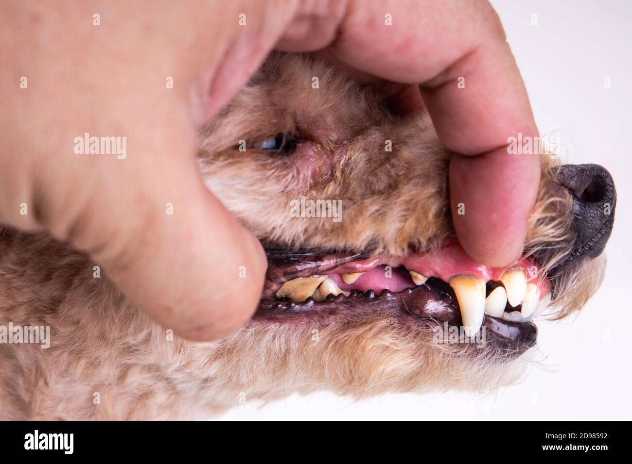 Vet che mostra i denti del cane da compagnia rivestiti con placca e catrame Foto Stock