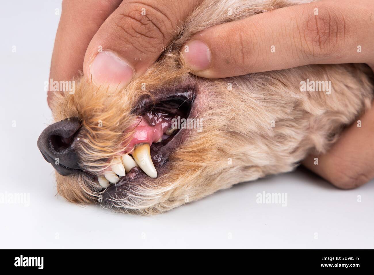 Vet che mostra i denti del cane da compagnia rivestiti con placca e catrame Foto Stock
