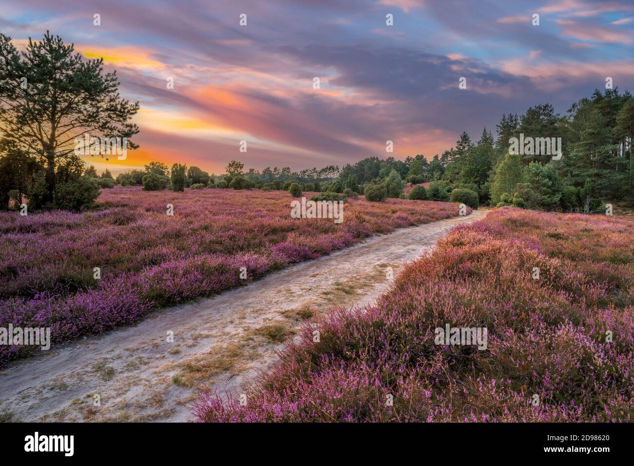 Paesaggio con fioritura erica e cespugli di ginepro nella erica Luneburg vicino al monte Wilsede, Niedersachsen, Germania, paesaggio Foto Stock