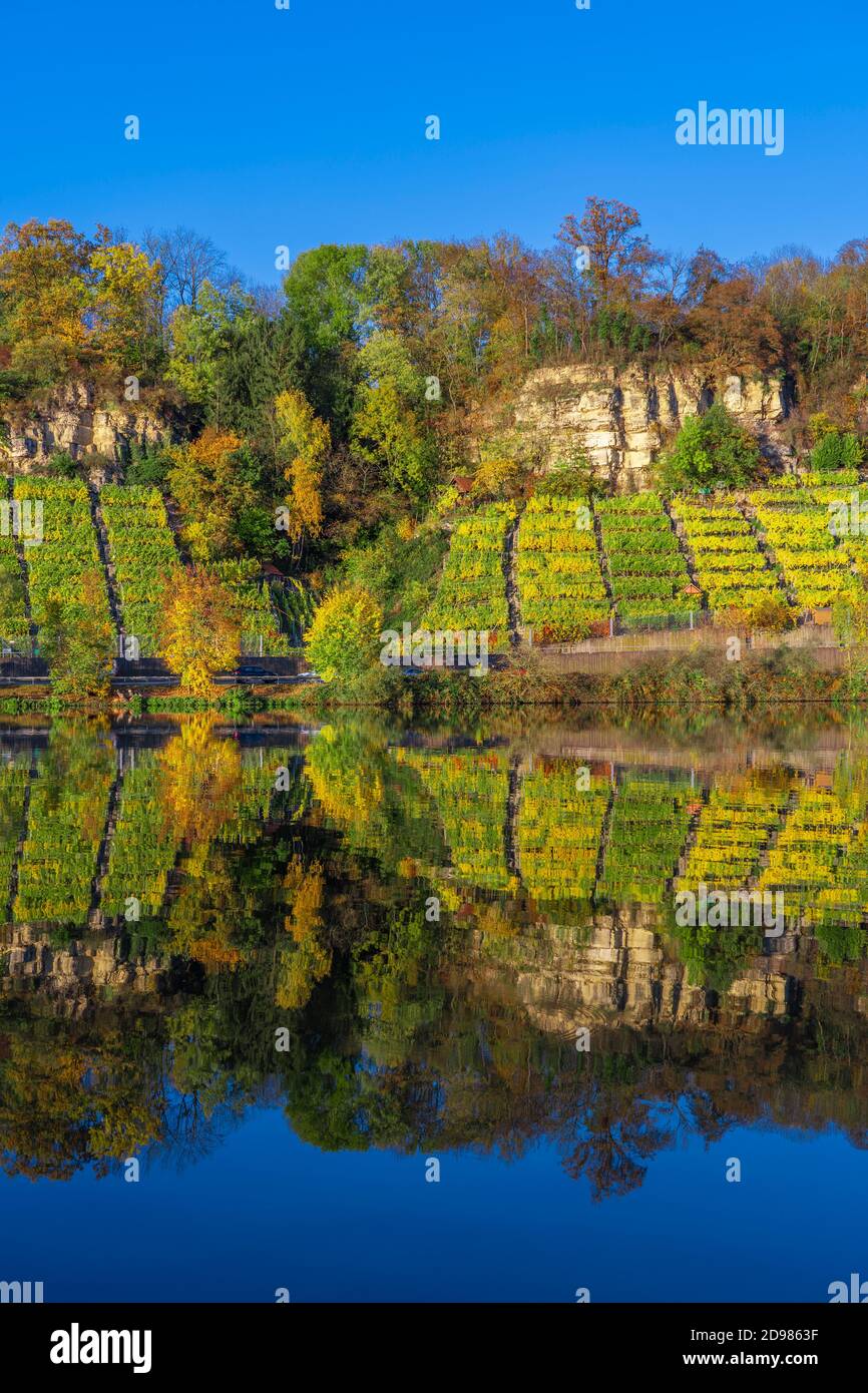 Vigneti ripidi e rocciosi in colori autunnali sulla riva del fiume Neckar, Baden-Wurttemberg, Germania, paesaggio all'alba Foto Stock