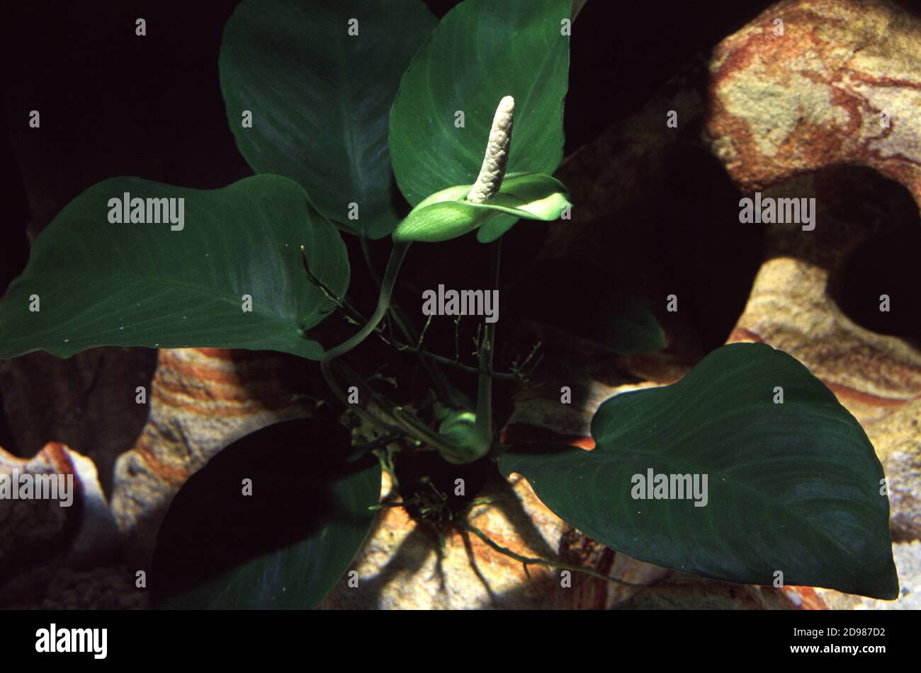 Anubias barteri var. Barteri dall'Africa occidentale con fiore Foto Stock