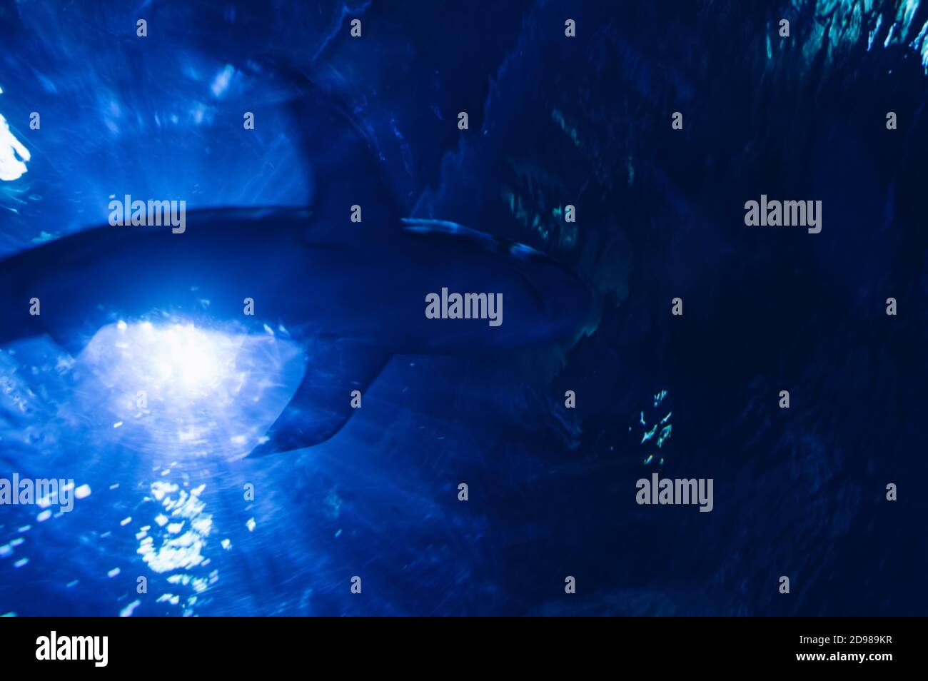 immagine concettuale del pericolo in arrivo con una silhouette scura di sfocata nuotare squalo e coprire un po 'di luce Foto Stock