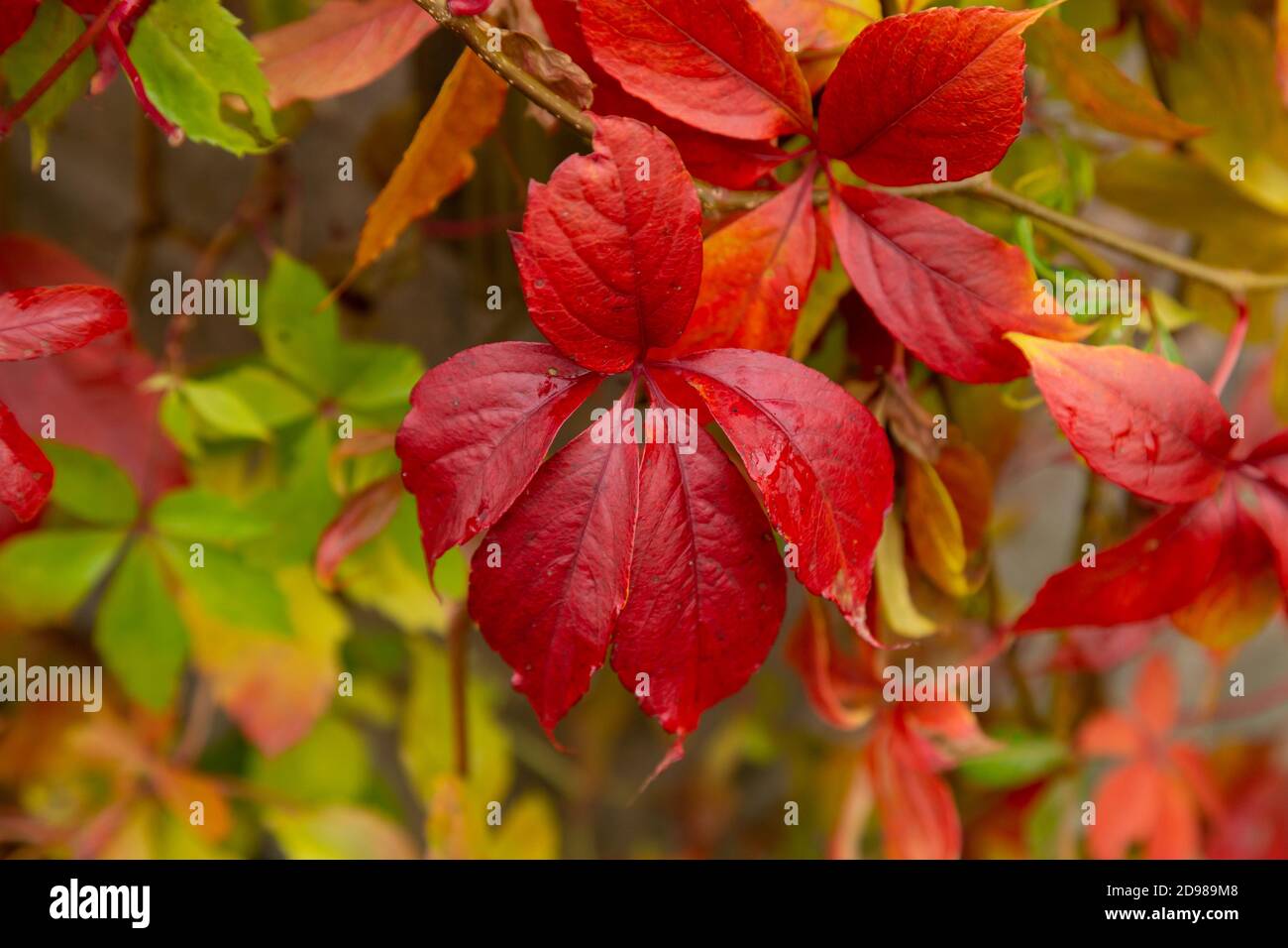 Primo piano delle foglie del superriduttore della virginia in autunno. Foto Stock