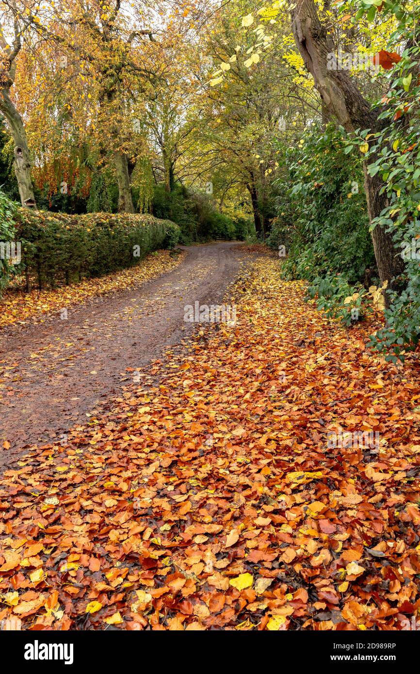 Autunno nello Yorkshire. Foglie cadono sul lato di Fairfield Drive, una corsia frondosa a Baillon, Yorkshire, Inghilterra. Foto Stock
