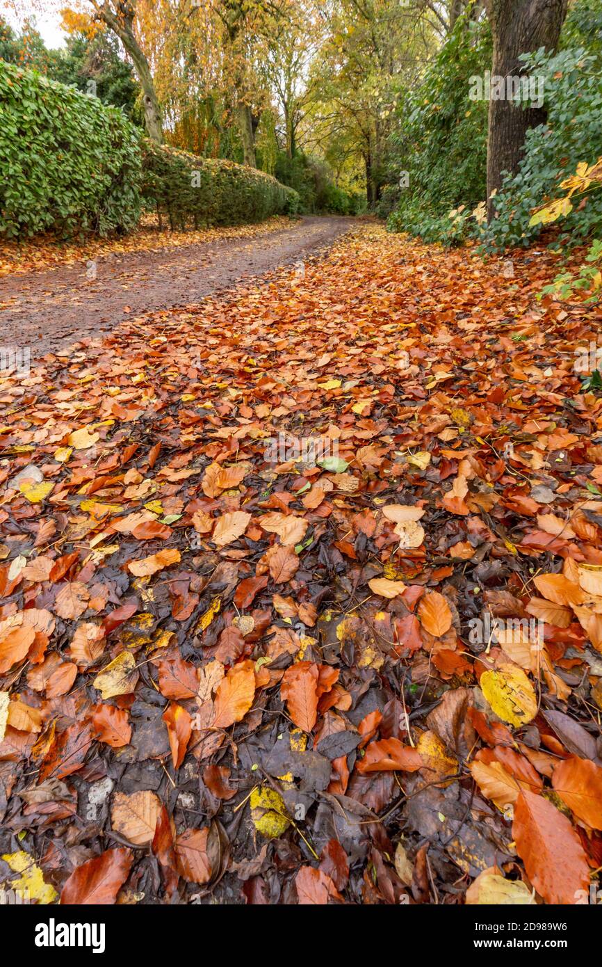 Autunno nello Yorkshire. Foglie cadono sul lato di Fairfield Drive, una corsia frondosa a Baillon, Yorkshire, Inghilterra. Foto Stock