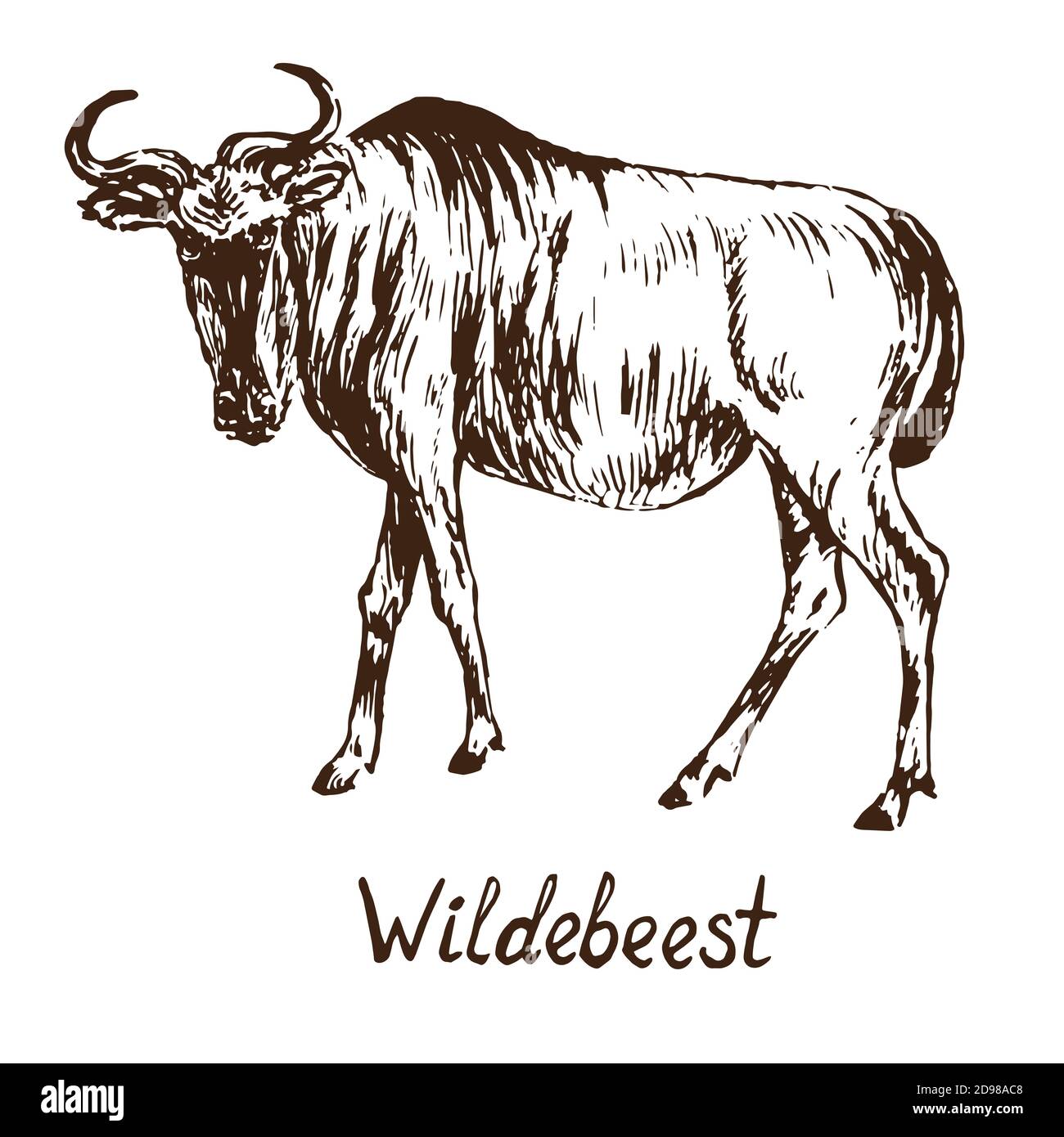 Wildebeest, contorno semplice doodle disegno con iscrizione, gravure stile Foto Stock