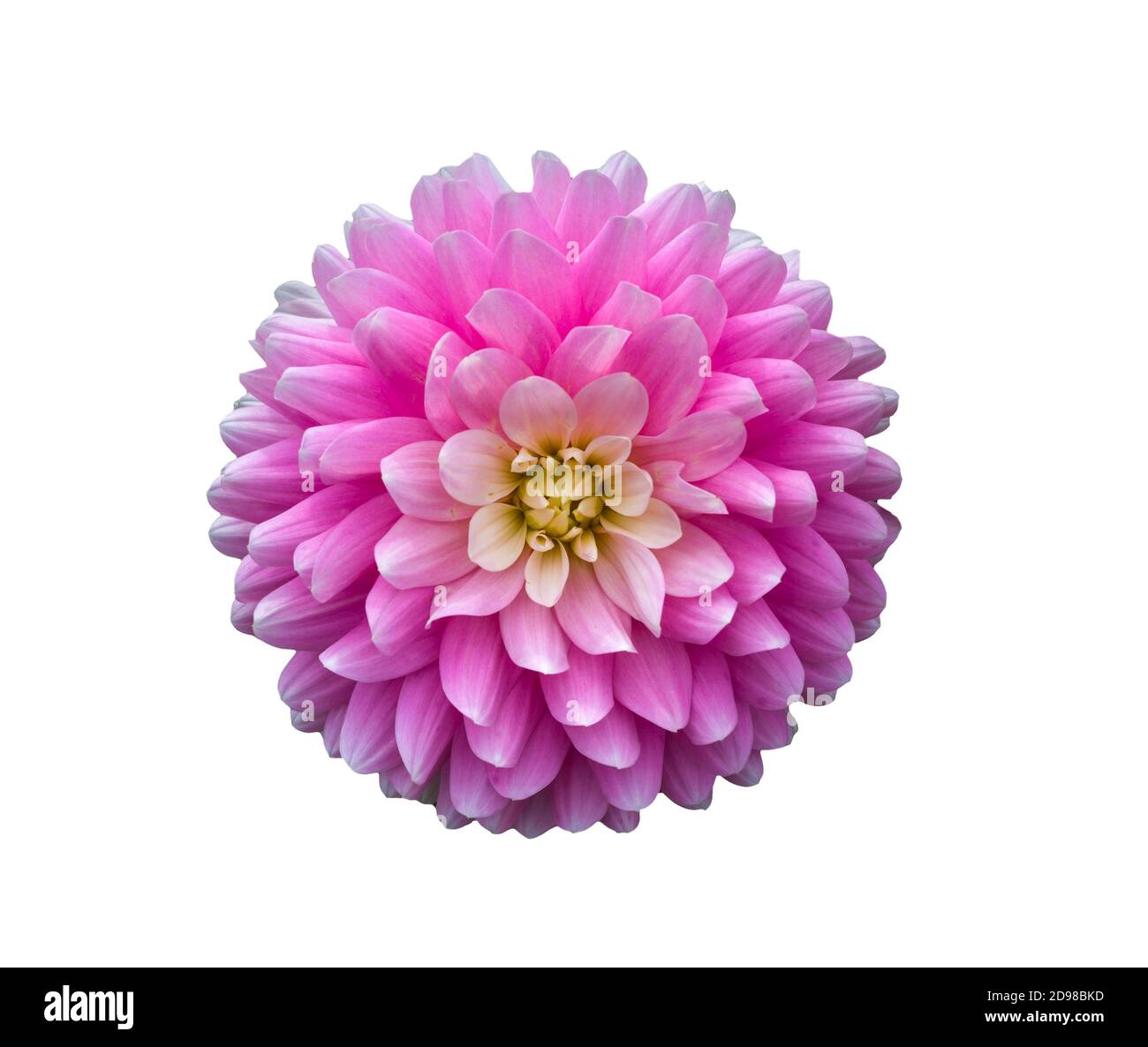 La dahlia (nome Elke Gräfin von Pueckler) nel giardino della dahlia Baden Baden vicino al vicolo del lichtentaler. Baden-Baden, Baden Württemberg, Germania Foto Stock