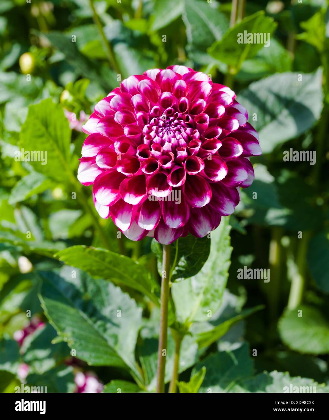 La dahlia (nome Jim Dandy) nel giardino di dahlia Baden Baden vicino al vicolo Lichtentaler. Baden Baden, Baden Württemberg, Germania Foto Stock