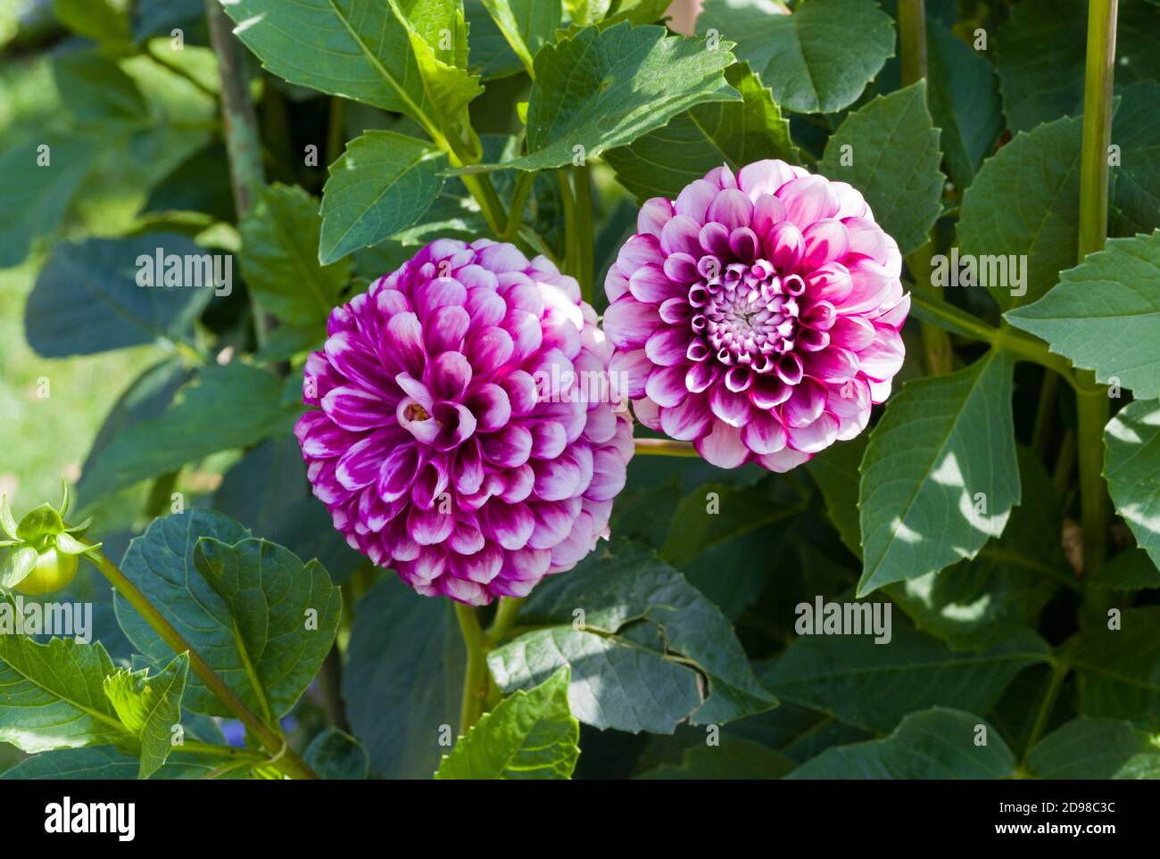 La dahlia (nome Jim Dandy) nel giardino di dahlia Baden Baden vicino al vicolo Lichtentaler. Baden Baden, Baden Württemberg, Germania Foto Stock