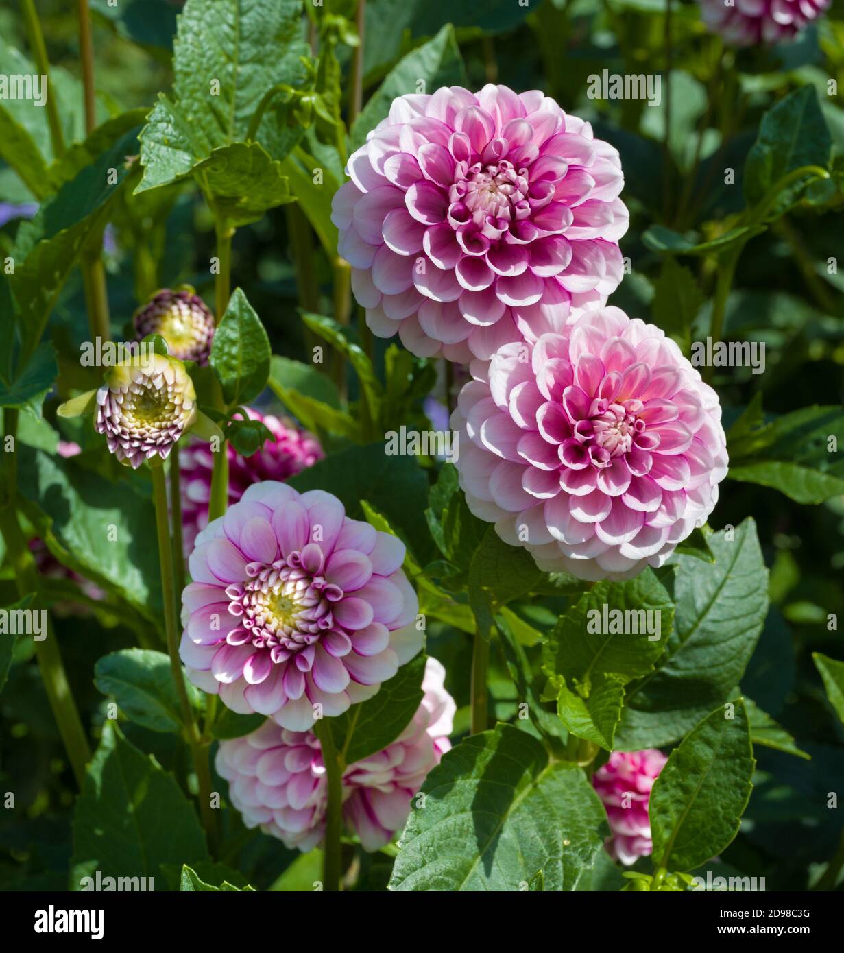 La dahlia (nome Jim Dandy) nel giardino di dahlia Baden Baden vicino al vicolo Lichtentaler. Baden Baden, Baden Württemberg, Germania Foto Stock