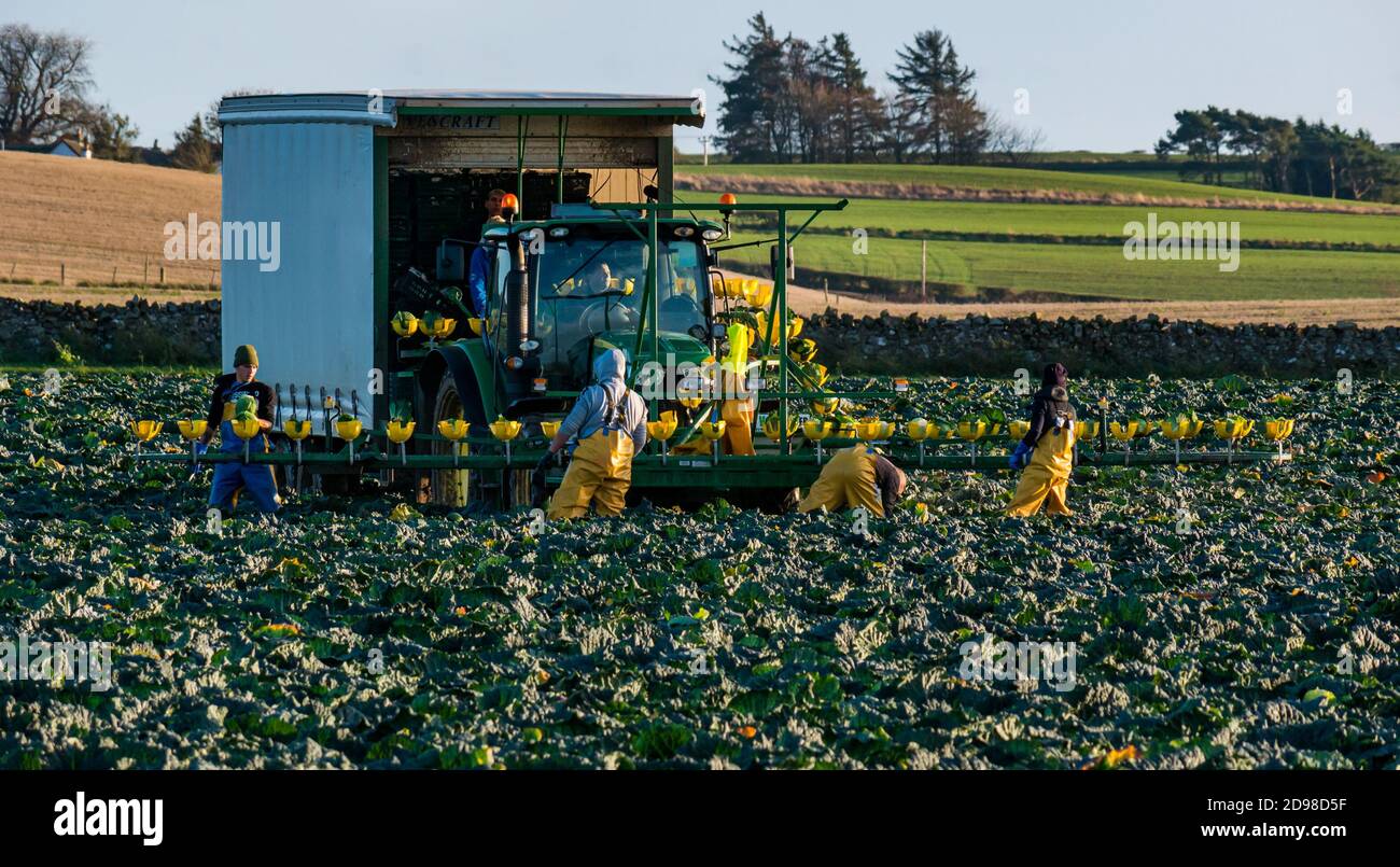 East Lothian, Scozia, Regno Unito, 3 novembre 2020. UK Weather: Raccolta di cavoli con lavoratori agricoli che lavorano in modo arretrato tagliando i cavoli e collocandoli su un nastro trasportatore con tazze rotonde al sole d'autunno Foto Stock