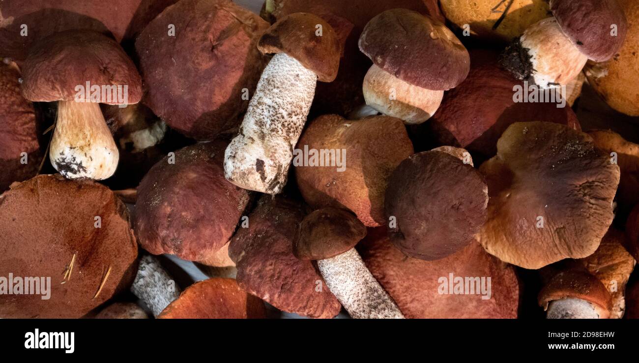 Un mucchio di nobili funghi boschivi boletus e berretto rosso boletus, vista dall'alto Foto Stock