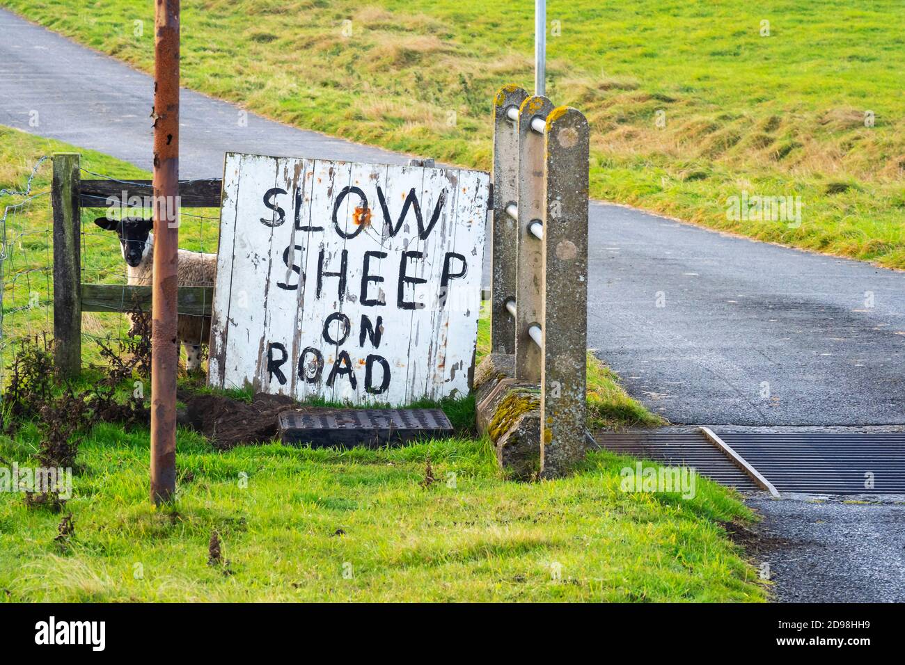 Una pecora si affaccia da dietro un cartello dipinto a mano Slow Sheep on Road, accanto a una griglia di bestiame vicino a una fattoria a Waskerley, contea di Durham, Regno Unito Foto Stock