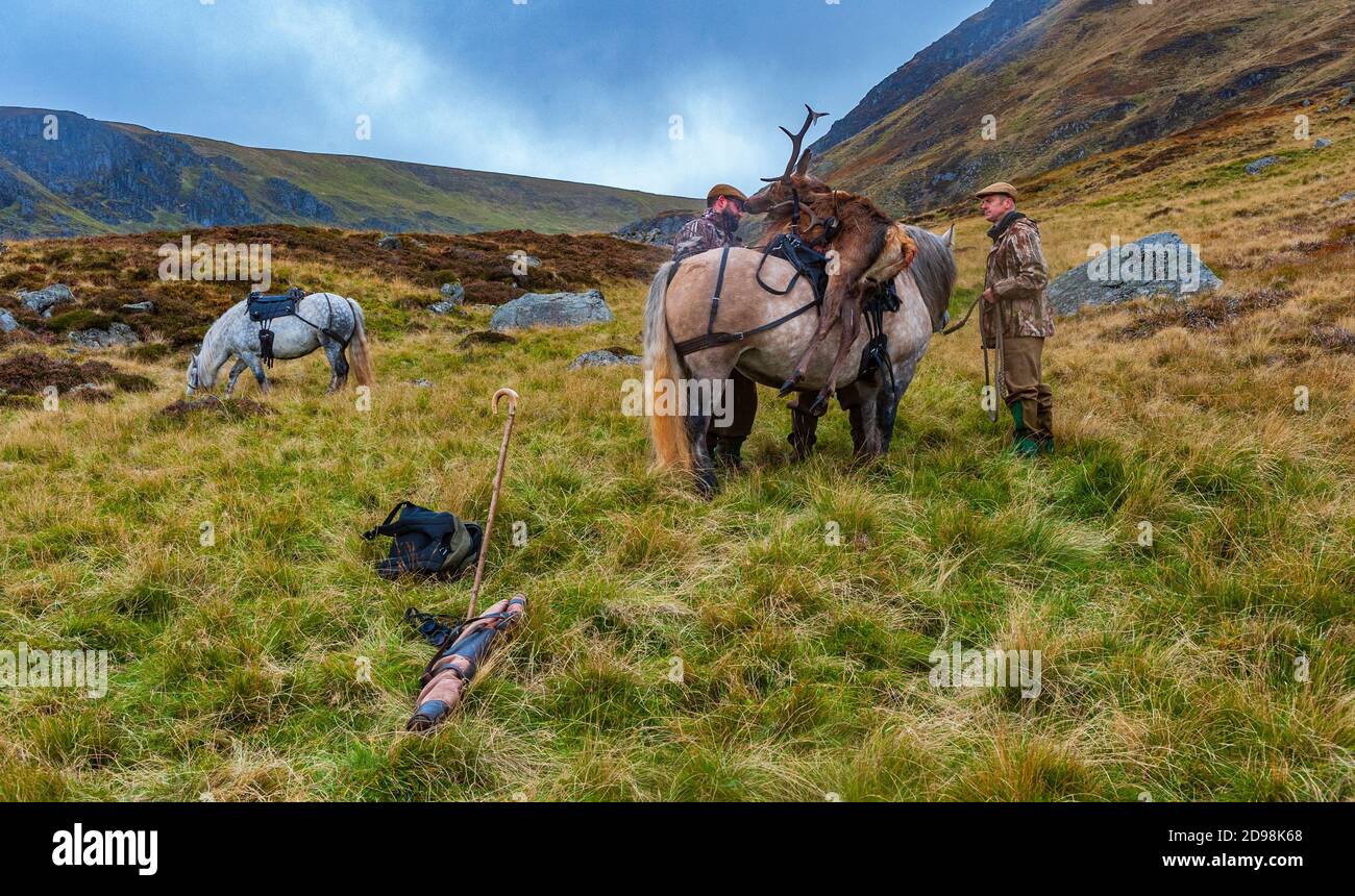 Scozia, Regno Unito – UNA ghillia che carica una Red Deer Stag che è stata abbattuta dal deerstalker su un pony degli altopiani funzionante Foto Stock