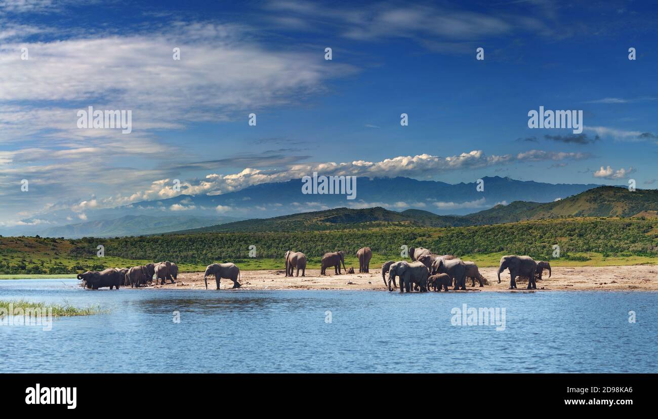 Mandria di elefanti in savana africana ad annaffiare Foto Stock