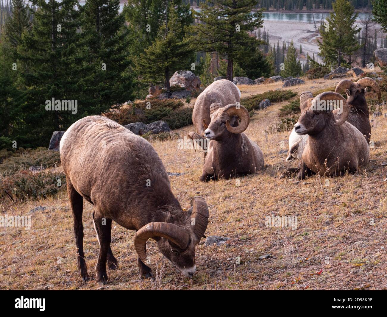 Mandria di pecore di bighorn nel Jasper National Park in Canada Foto Stock