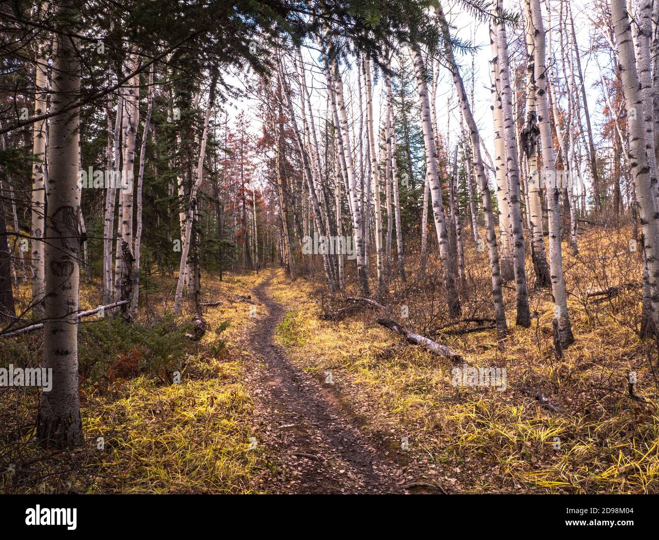 Sentiero escursionistico attraverso gli aspen e pini in autunno a Jasper National Park, Canada Foto Stock