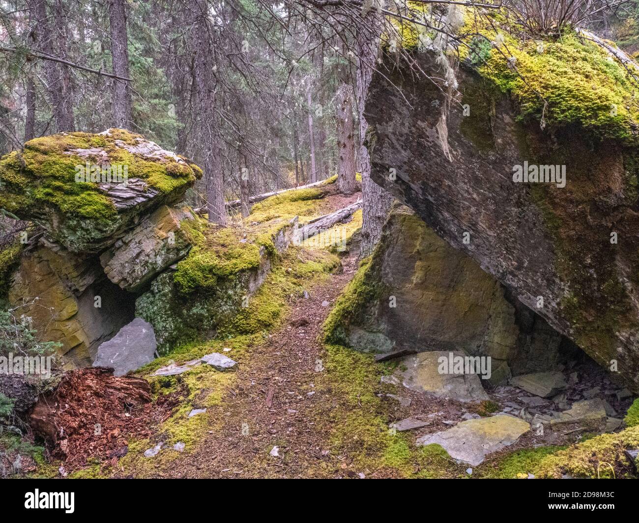 Muschio coperto grandi rocce nella foresta al Jasper National Park, Alberta, Canada Foto Stock