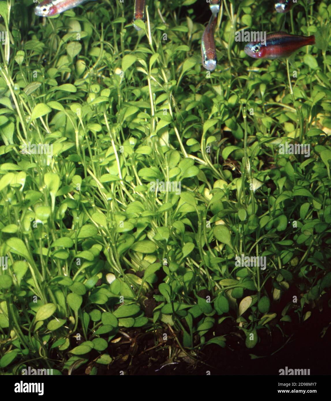 Glossostigma elatinoides (chiamato anche glosso) è una delle piante più popolari dell'acquario a crescita rapida usate in prima linea di un serbatoio Foto Stock