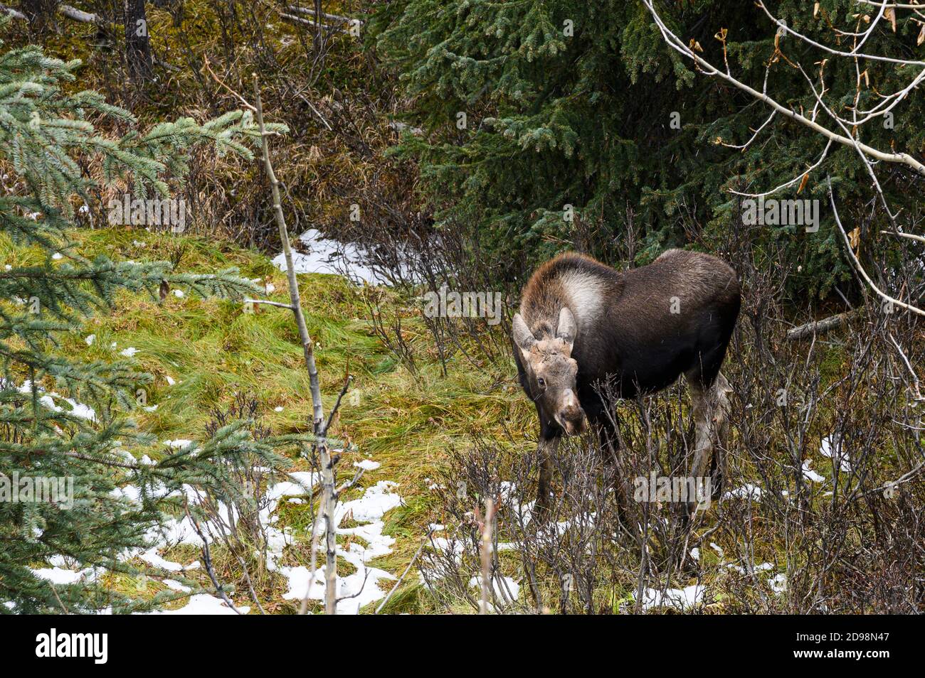 Alce femminile in cerca di cibo nel Jasper National Park, Canada Foto Stock