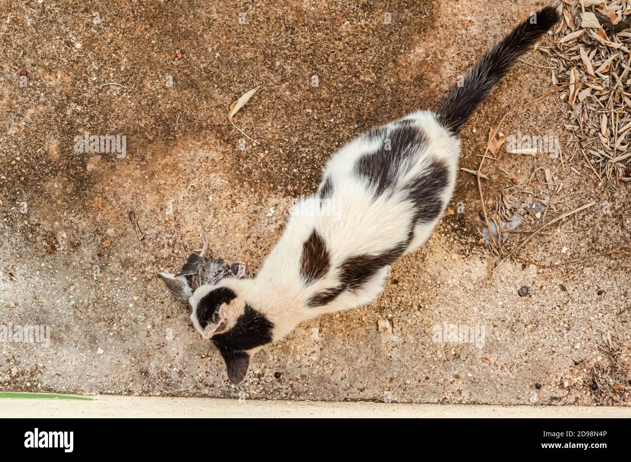 Un gatto Lemur si accovacciò su un pavimento in cemento mentre mangiava un uccello catturato. Foto Stock