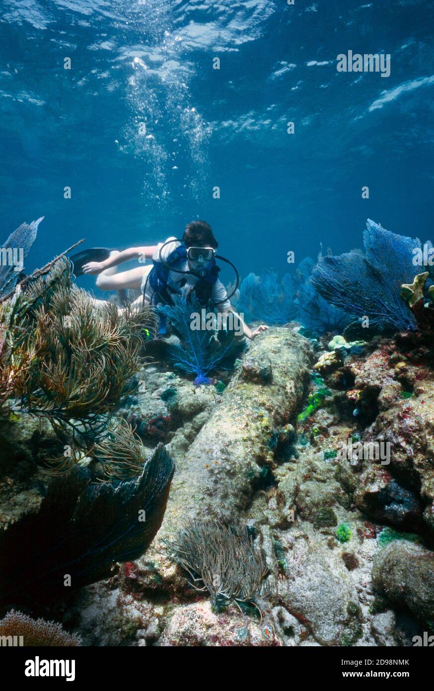 Un vecchio cannone spagnolo è trovato da un subacqueo in Florida Keys. Foto Stock