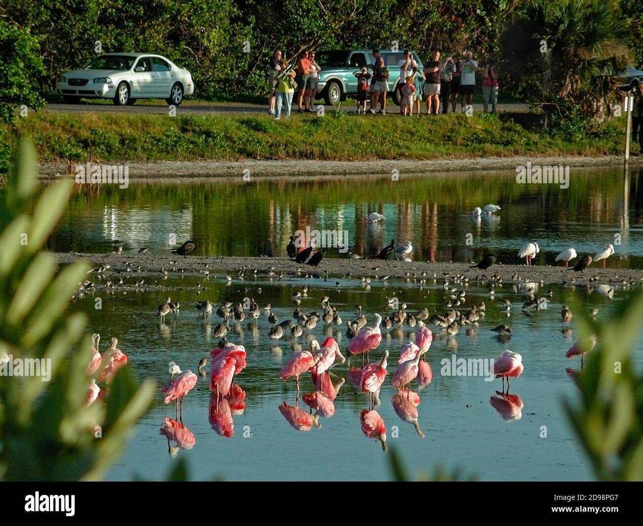 Ding Darling Preserve sull'isola di Sanibel in Florida, Roseate Spoonbesles cerca il cibo negli shallows. Foto Stock