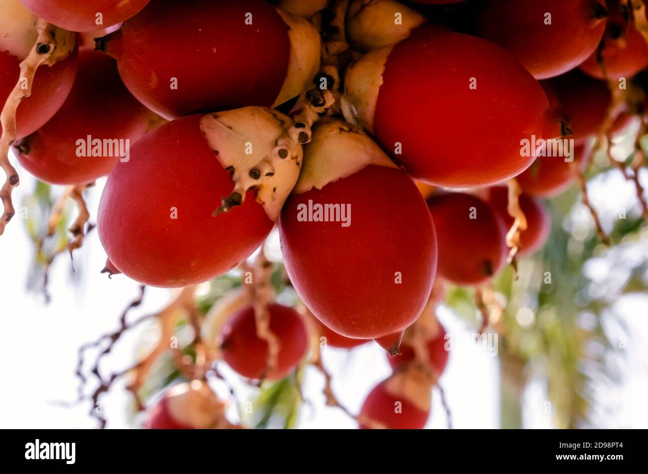 Da un grappolo di frutti di palma di Adonida Merrillii è il primo piano di due dei suoi piccoli drupa di colore scarlatto Foto Stock