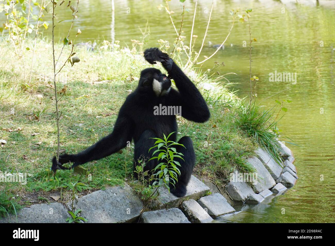 Gibbon crestato nero in Zoo, Westlicher Schwarzer Schopfgibbon, Nomascus Concolor, Hylobates Concolor, bóbitás gibbon Foto Stock