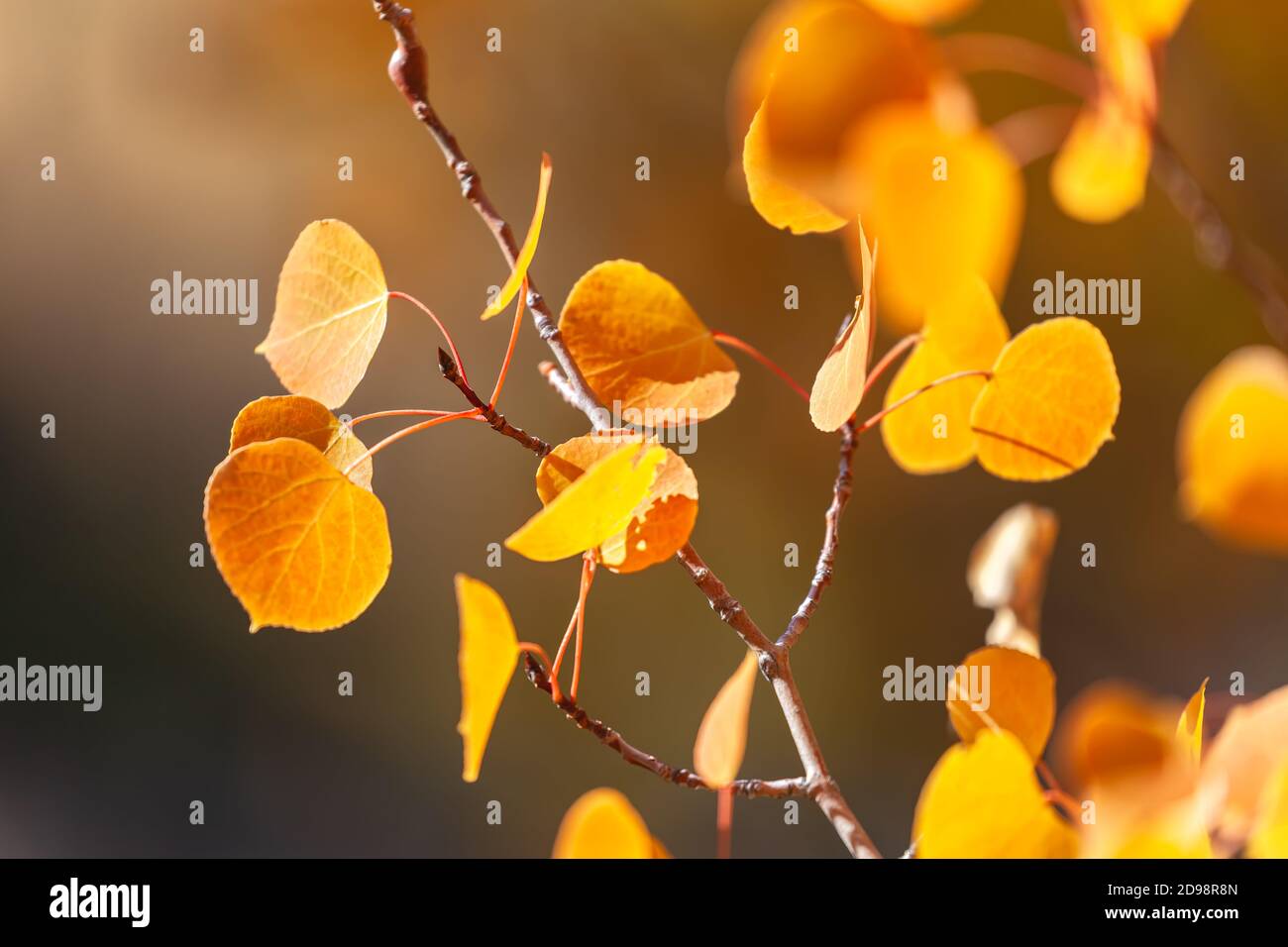 Foglie di Aspen di montagna (Populus tremuloides) in fogliame di caduta, Inyo National Forest, California, Stati Uniti. Foto Stock