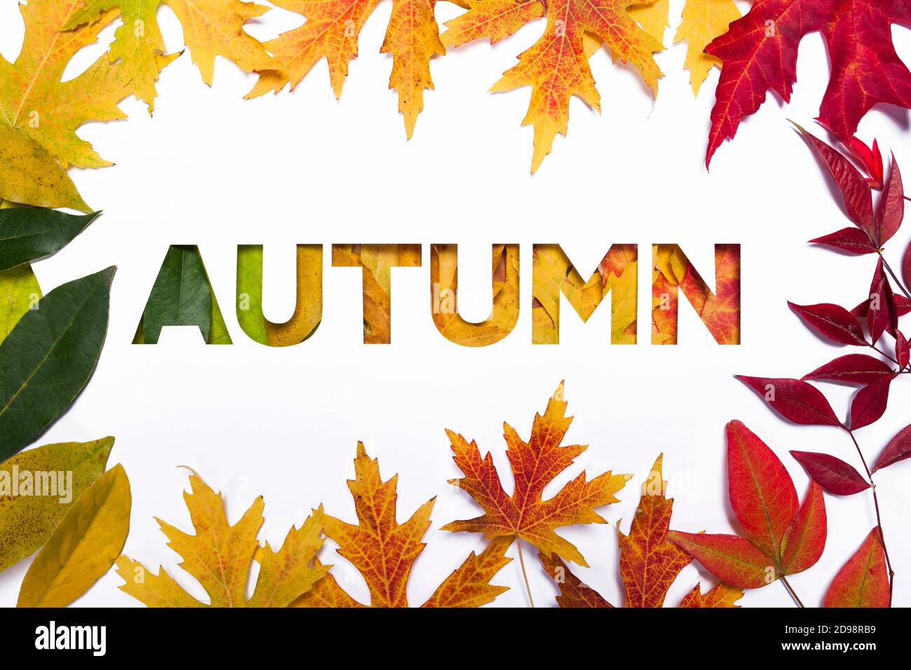 La natura morta dell'autunno è fatta con foglie naturali su sfondo bianco Foto Stock