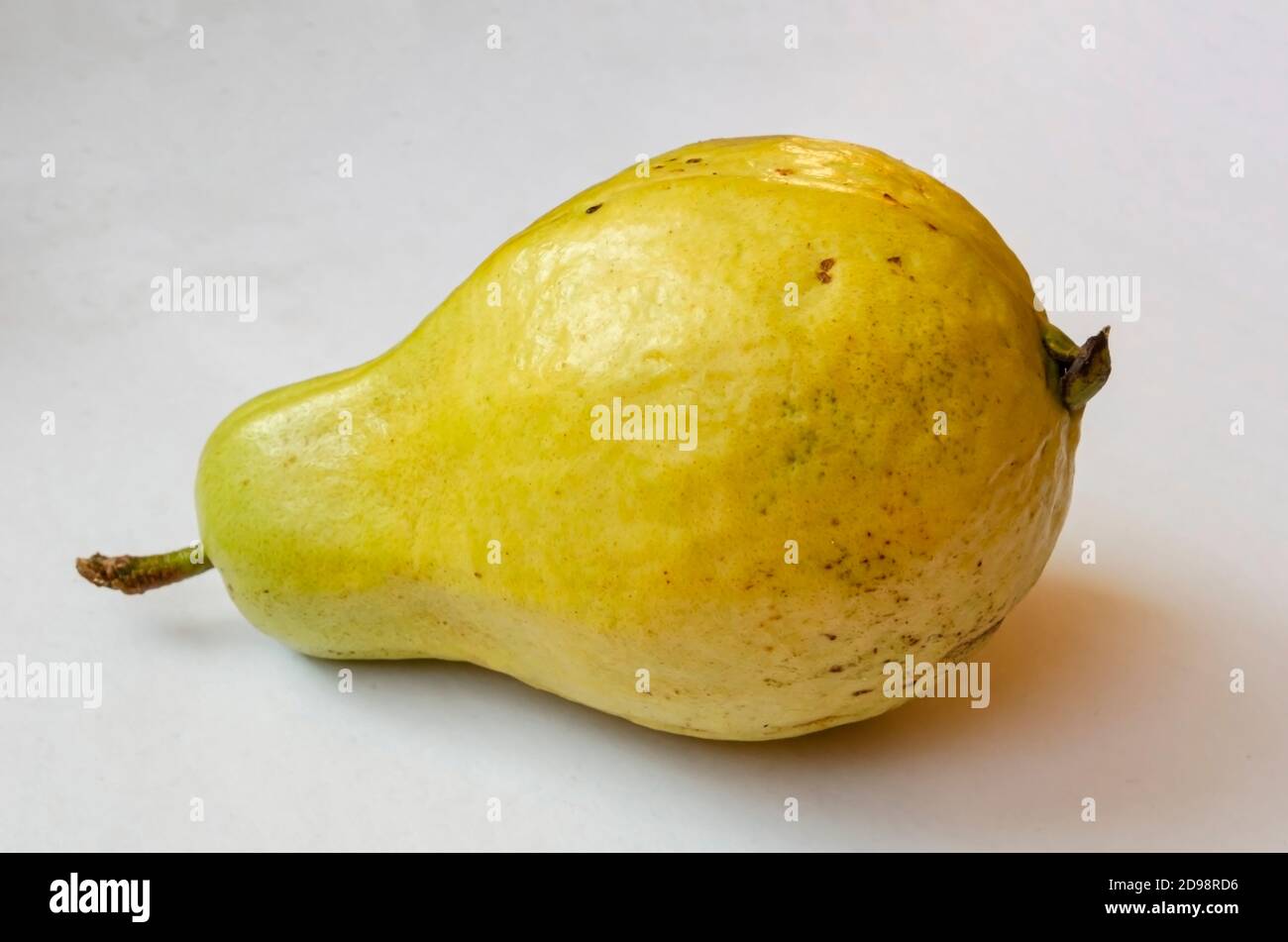 Guajava maturo contro sfondo bianco Foto Stock